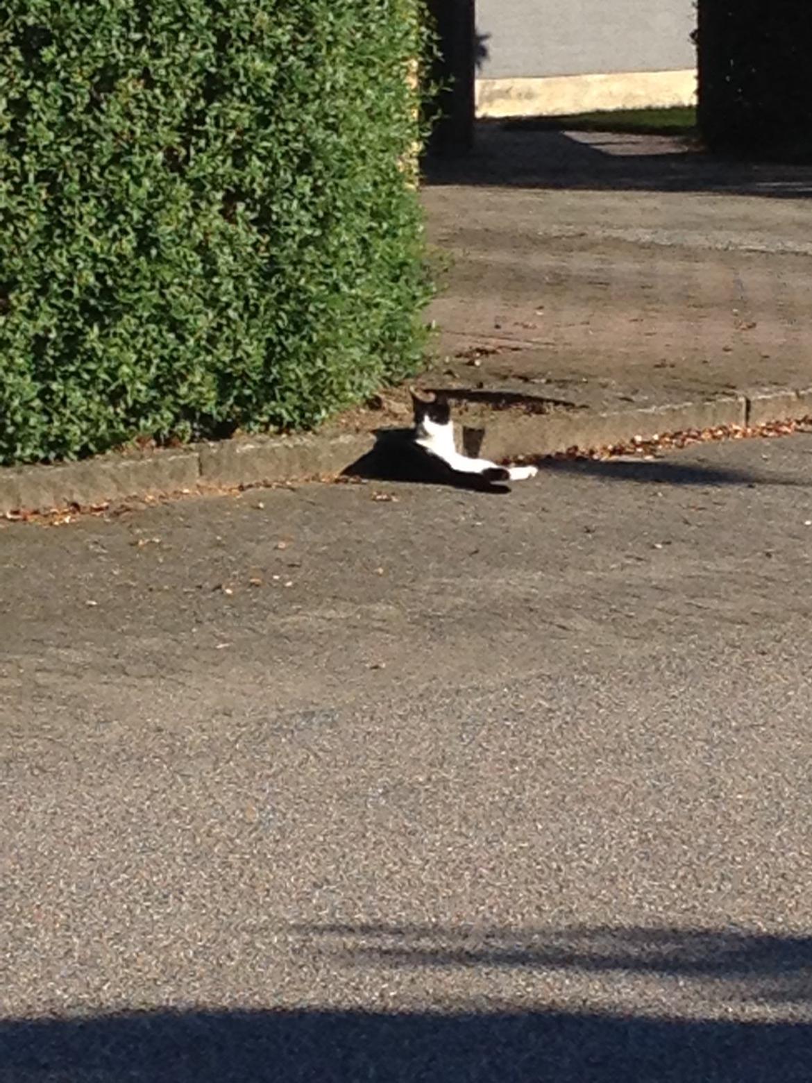 Blanding af racer Kait mæit AKA Salsa billede 3