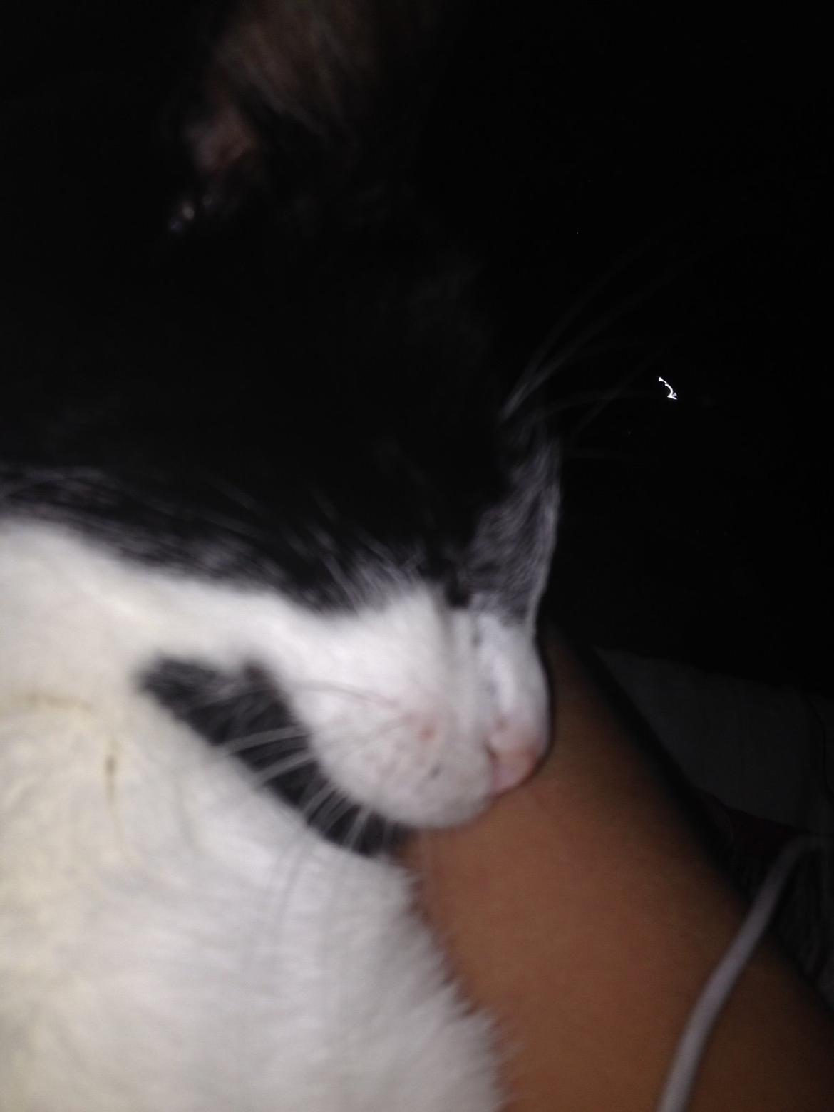 Blanding af racer Kait mæit AKA Salsa billede 4