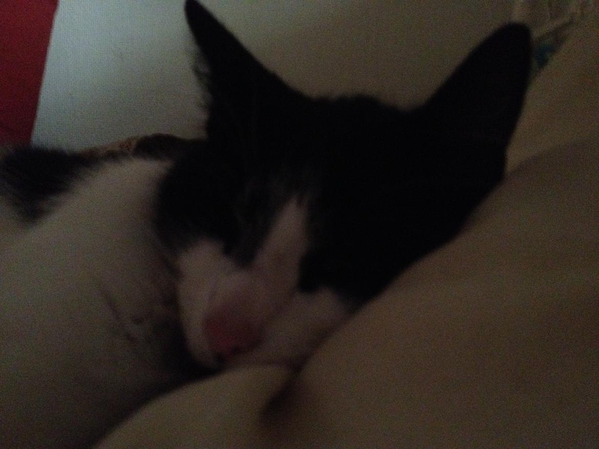 Blanding af racer Kait mæit AKA Salsa billede 6