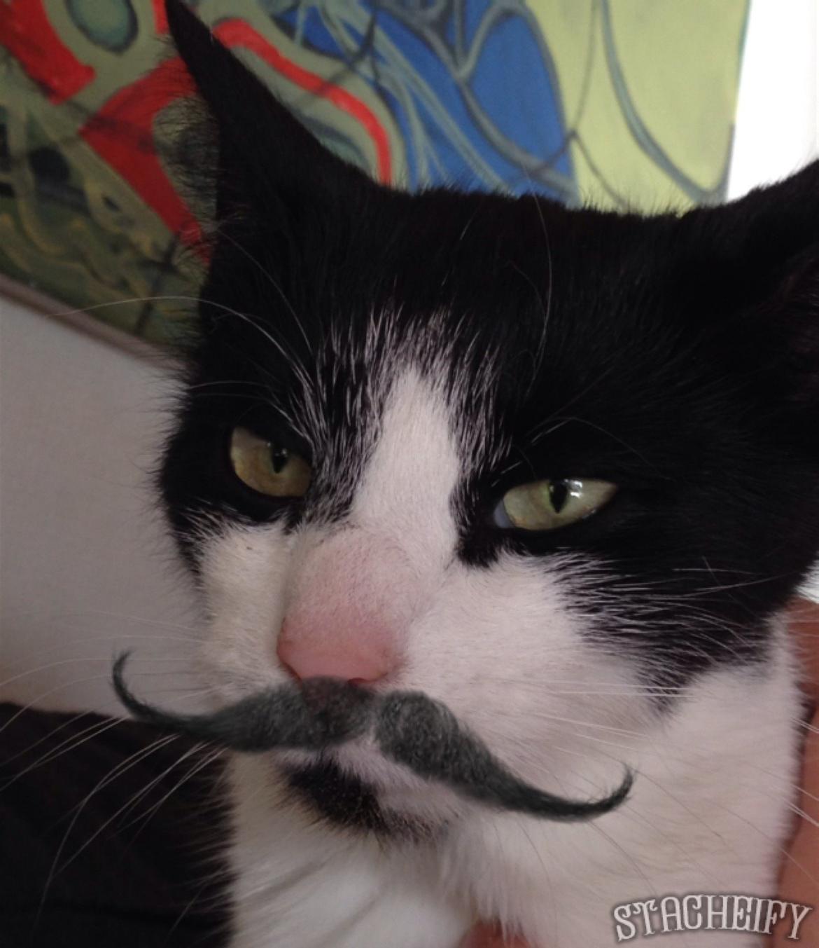 Blanding af racer Kait mæit AKA Salsa billede 9