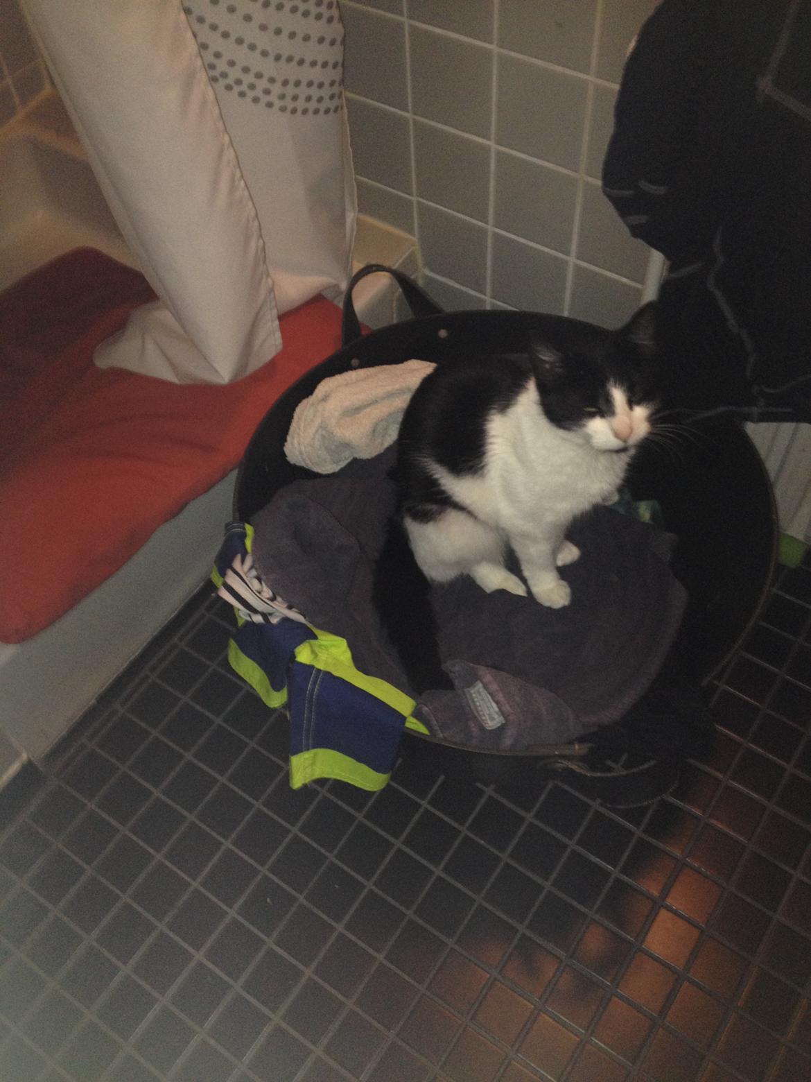 Blanding af racer Kait mæit AKA Salsa - Farvel giv mig gerne en bedømelse og en kommentar det ville gøre mig glad :D billede 10