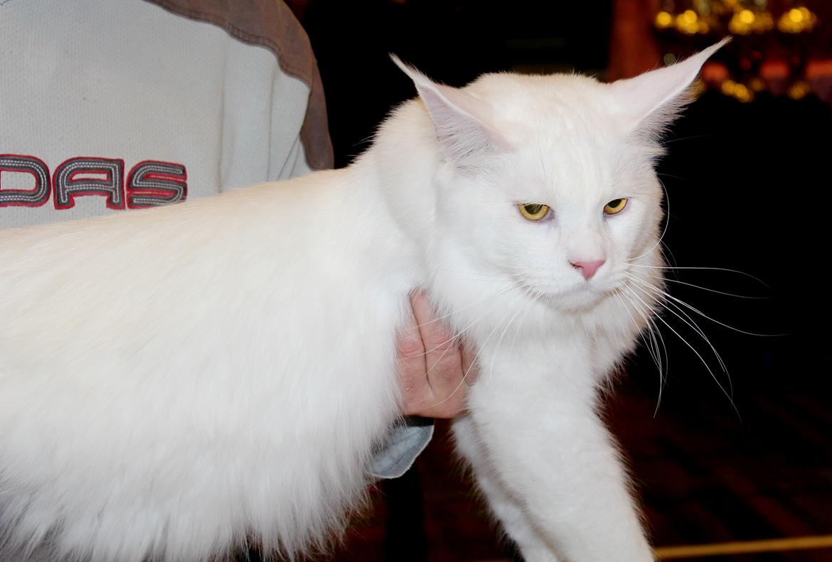Maine Coon DK Proud Danish White Big Boy billede 2