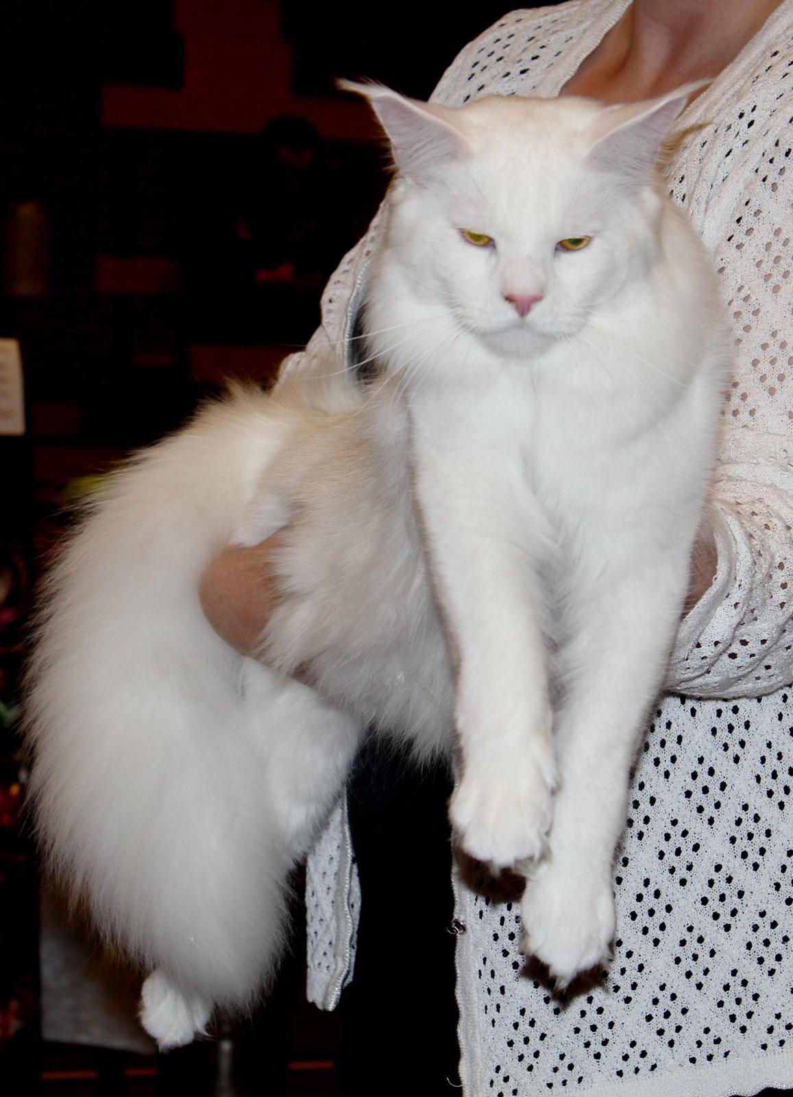 Maine Coon DK Proud Danish White Big Boy billede 14