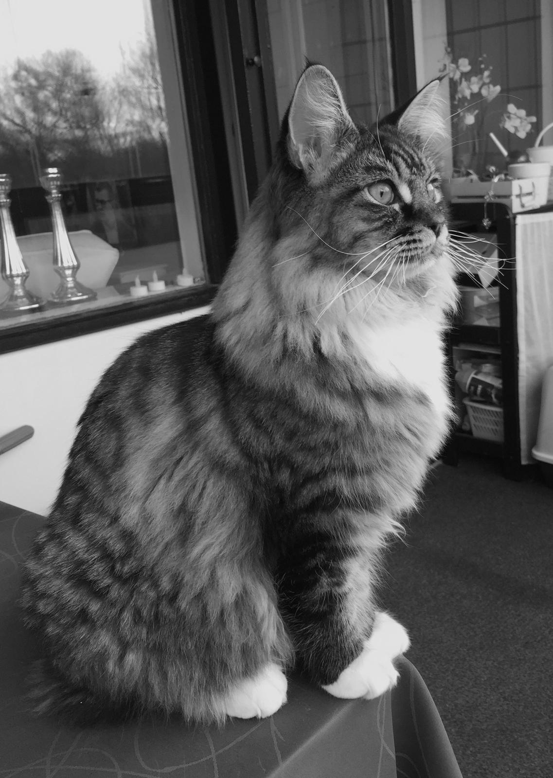 Maine Coon Simba - Simba 6 måneder billede 10