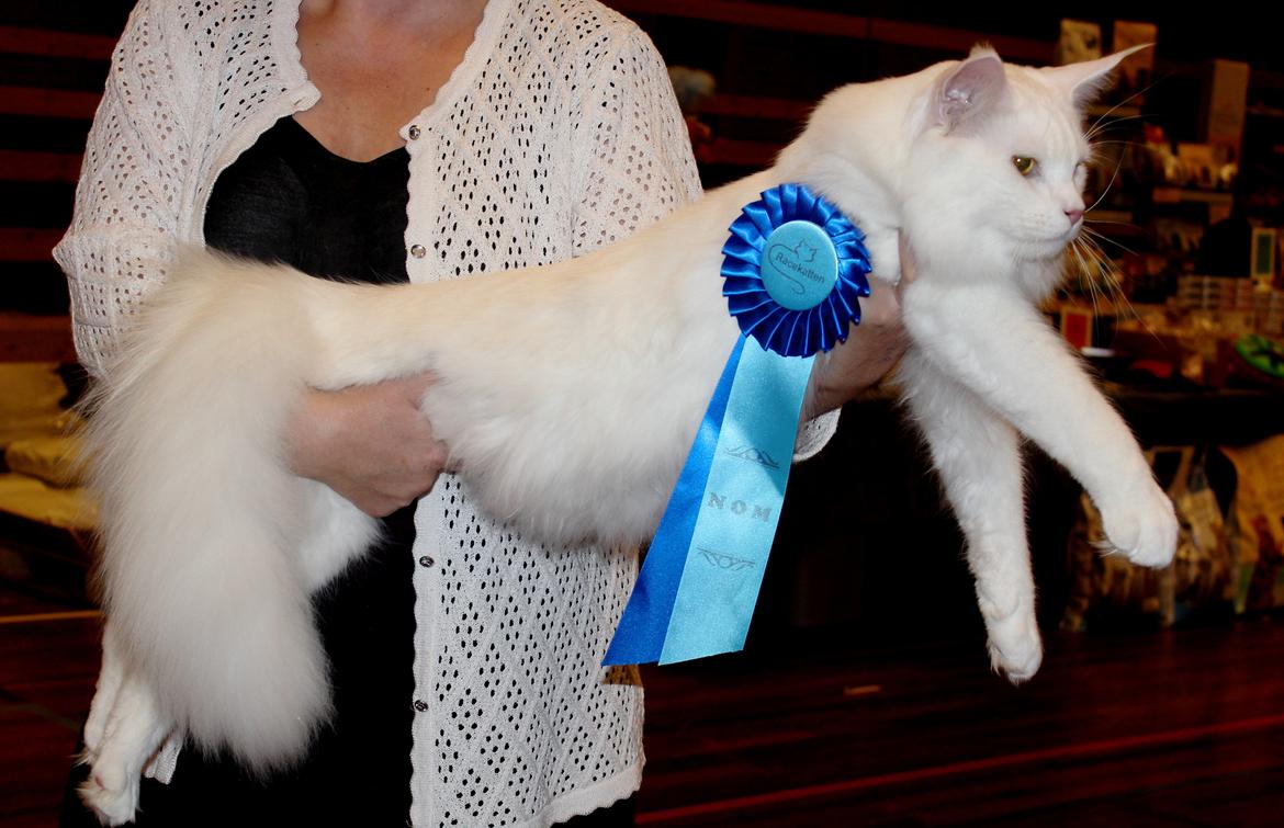 Maine Coon DK Proud Danish White Big Boy billede 1