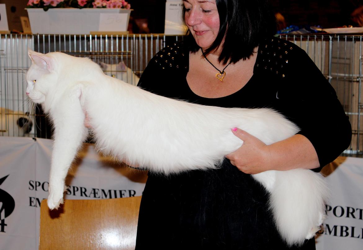 Maine Coon DK Proud Danish White Big Boy billede 3