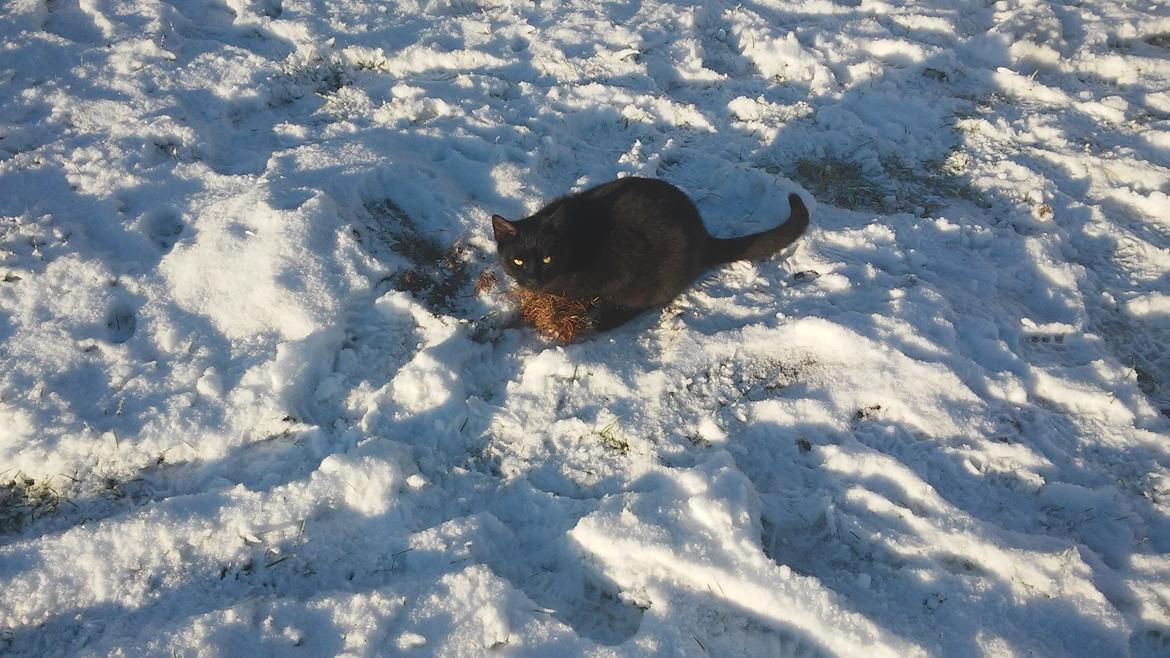 Huskat Damon Salvetore  billede 8