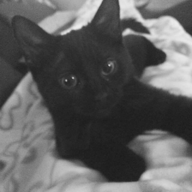 Huskat Maysi billede 1