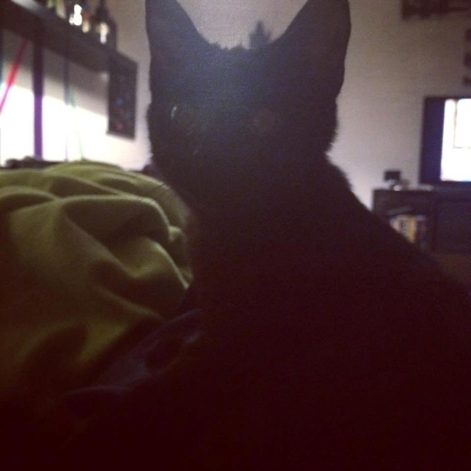 Huskat Maysi billede 4