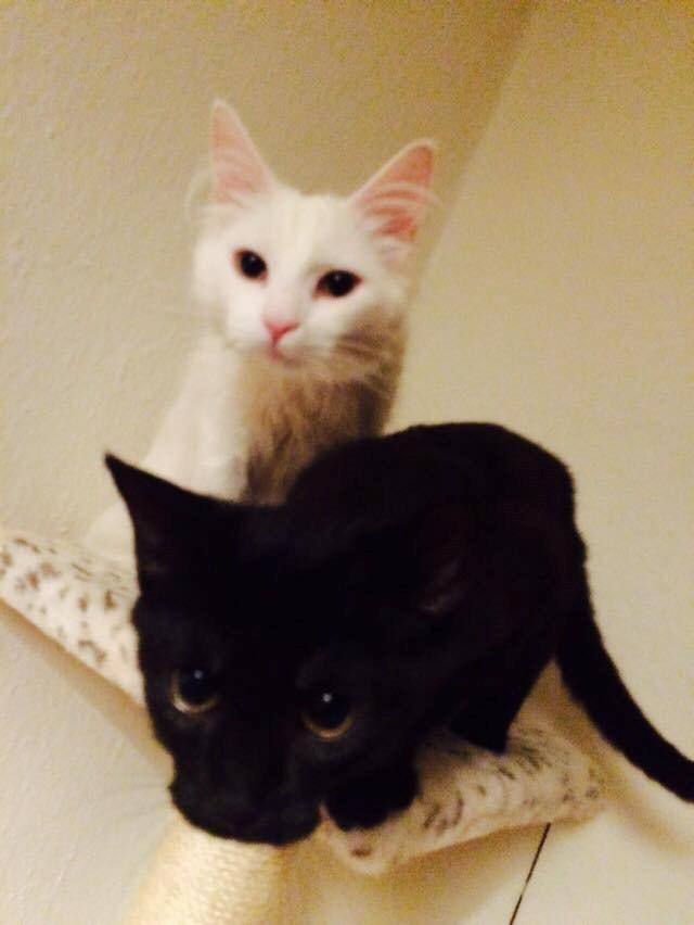 Huskat Maysi billede 6