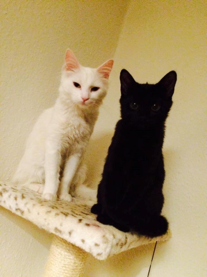 Huskat Maysi billede 7