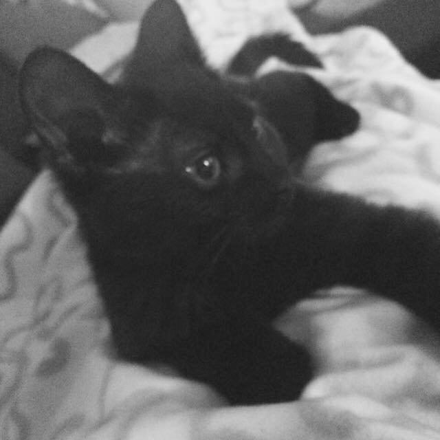 Huskat Maysi billede 8