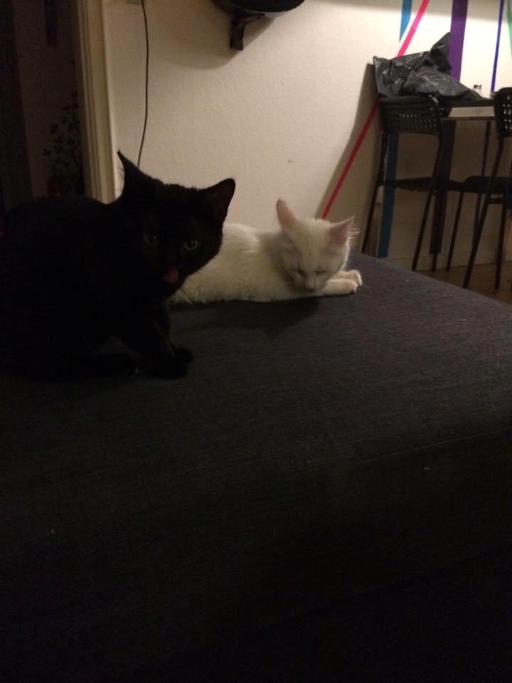 Huskat Maysi billede 2