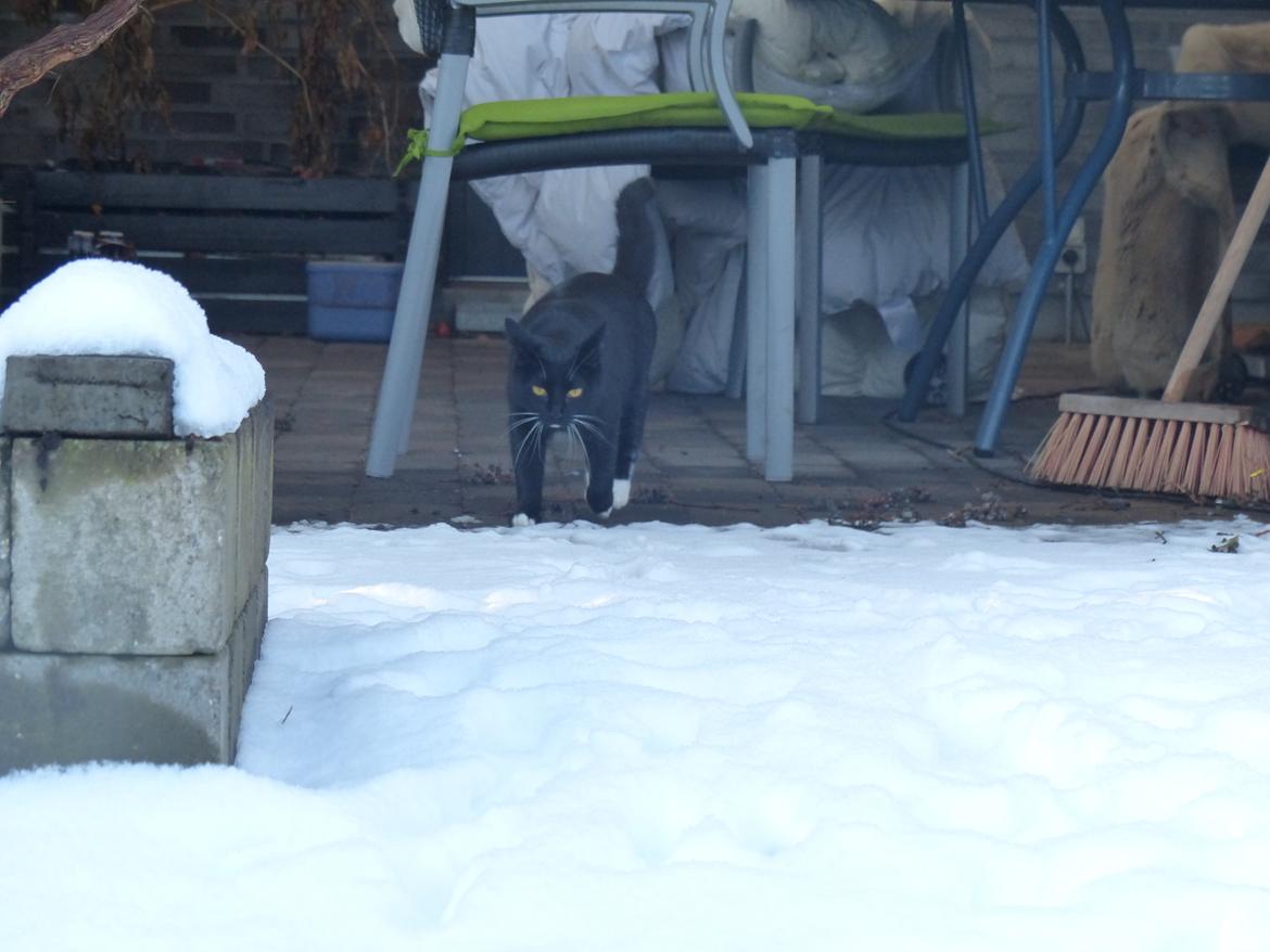 Blanding af racer Kattegårdens Dipsey aka. Snip R.I.P - Uhhhh. Du ser ikke tyk ud. Dygtig Snip billede 4