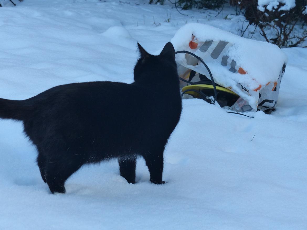 Blanding af racer Kattegårdens Dipsey aka. Snip R.I.P billede 5