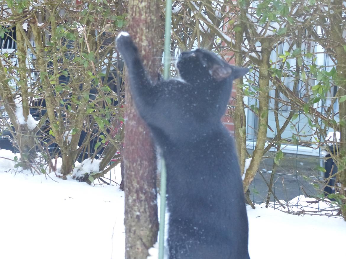 Blanding af racer Kattegårdens Dipsey aka. Snip R.I.P billede 6