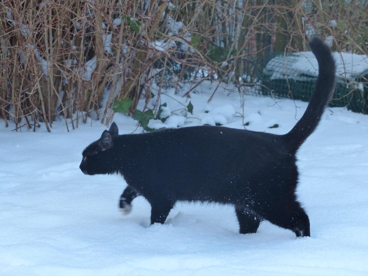 Blanding af racer Kattegårdens Dipsey aka. Snip R.I.P billede 7