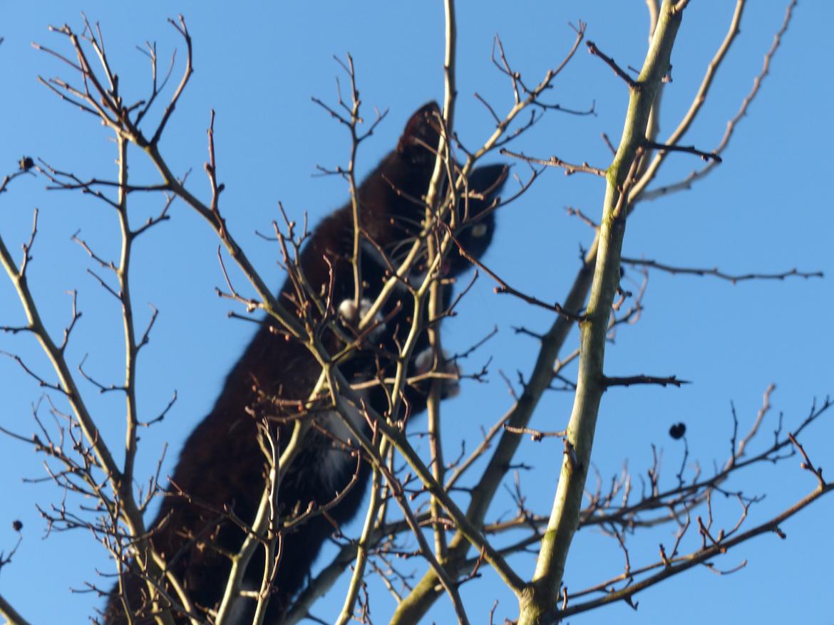 Blanding af racer Kattegårdens Dipsey aka. Snip R.I.P - Min Lille dronning i et træ. :-D billede 3