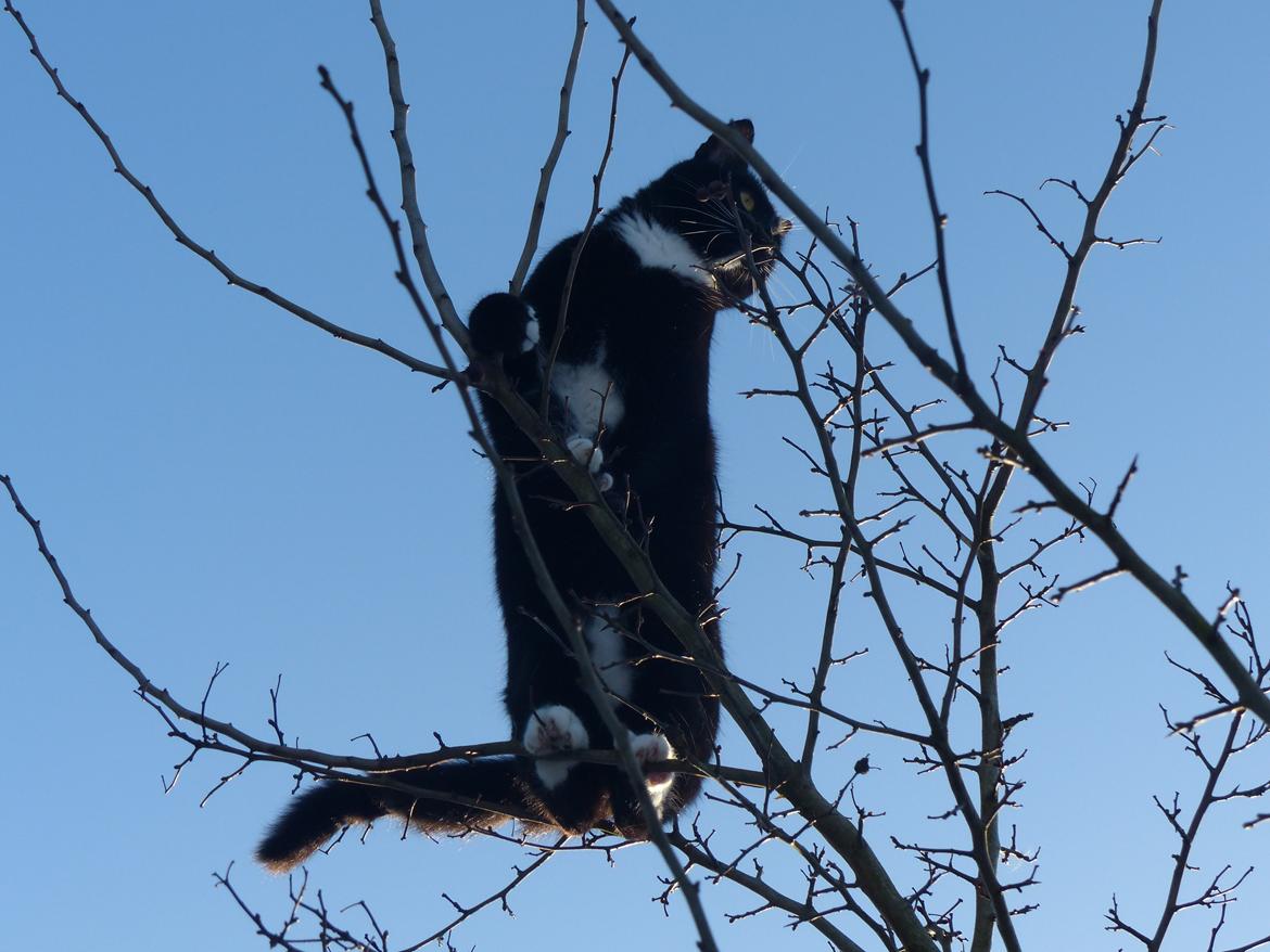 Blanding af racer Kattegårdens Dipsey aka. Snip R.I.P - Smukke Dronning Snip <3 billede 2