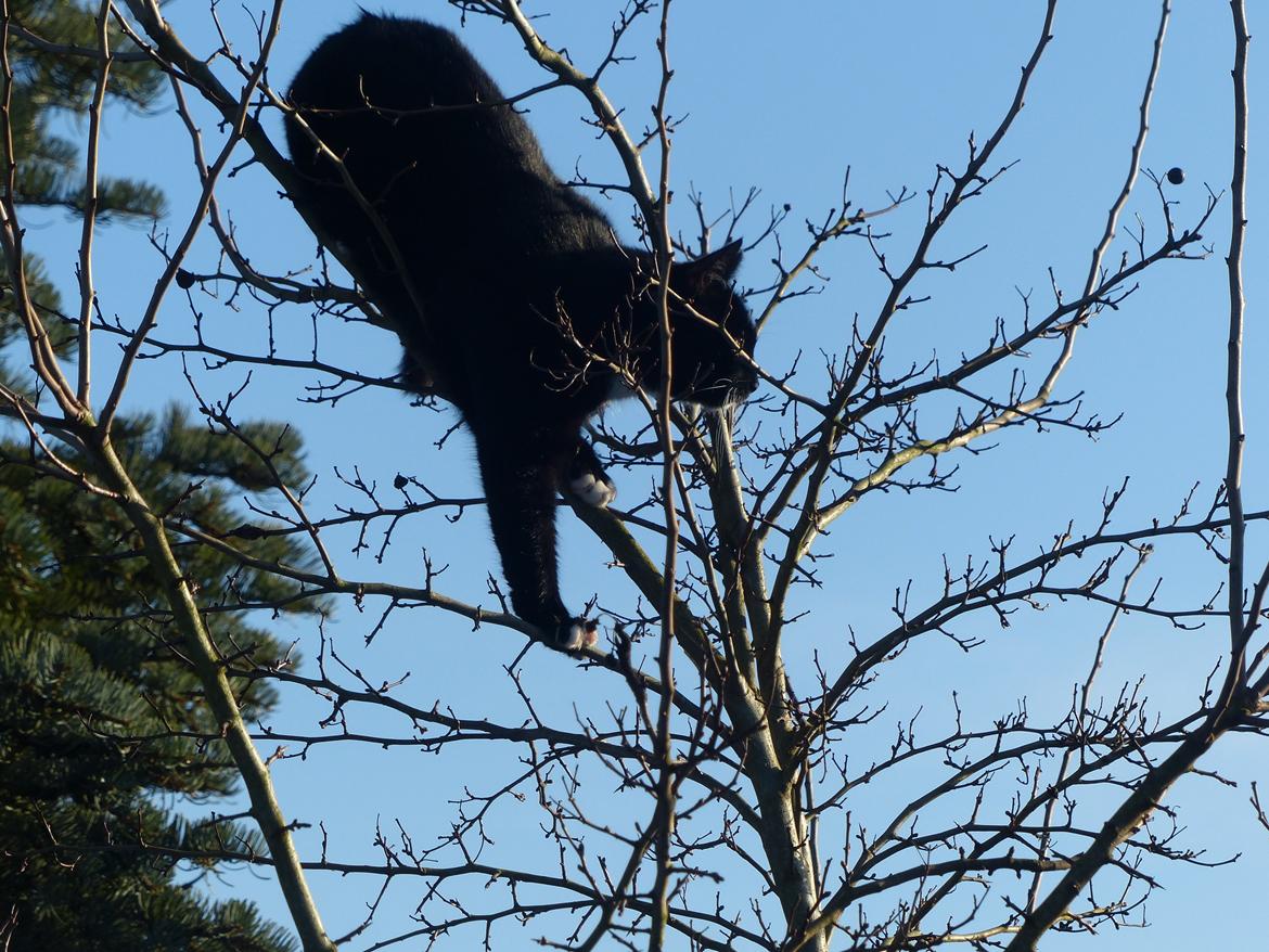 Blanding af racer Kattegårdens Dipsey aka. Snip R.I.P - Elegance har du min pige! Ps. Hun er meget tyk billede 1
