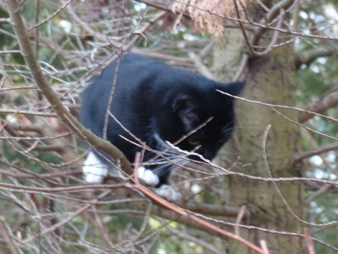 Blanding af racer Kattegårdens Dipsey aka. Snip R.I.P billede 8