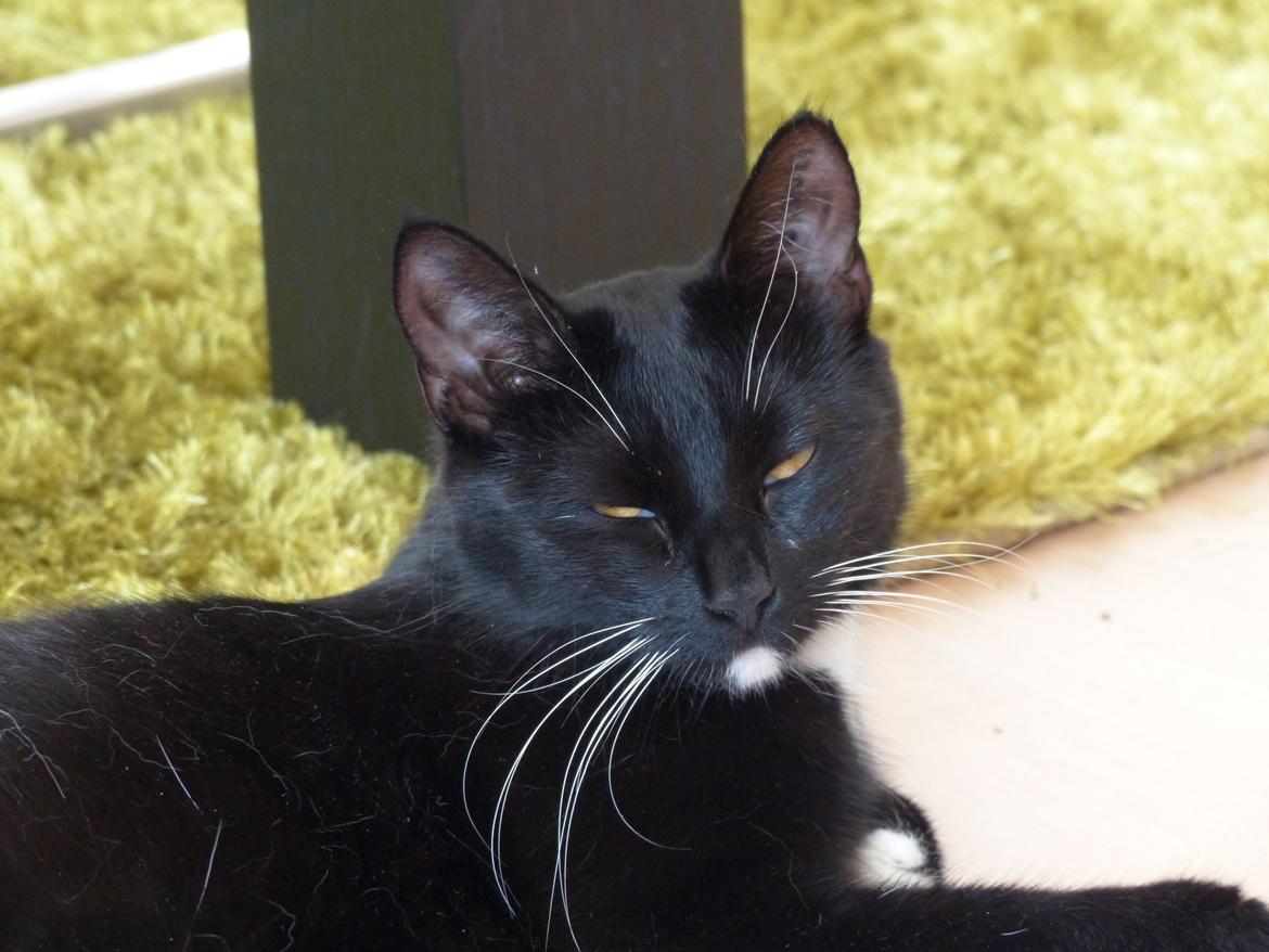 Blanding af racer Kattegårdens Dipsey aka. Snip R.I.P billede 34