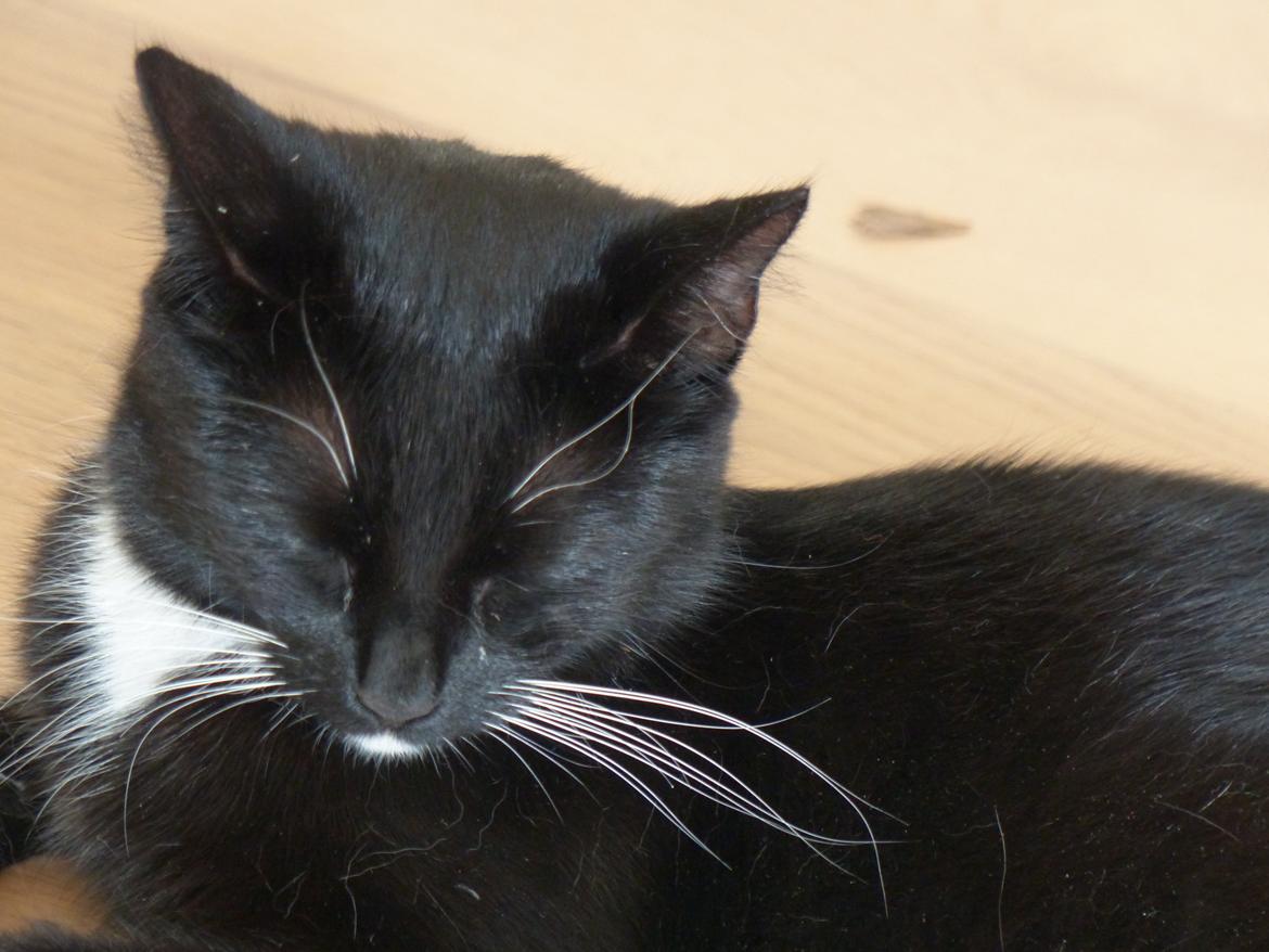 Blanding af racer Kattegårdens Dipsey aka. Snip R.I.P billede 35