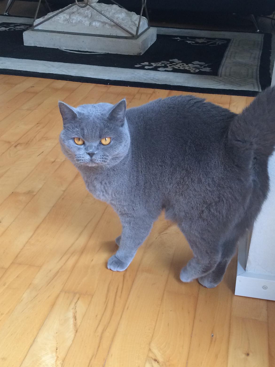 British Shorthair La Chatte Duchesse - RIP i dag D. 20/11 18 - Vores smukke smukke Duchesse billede 1