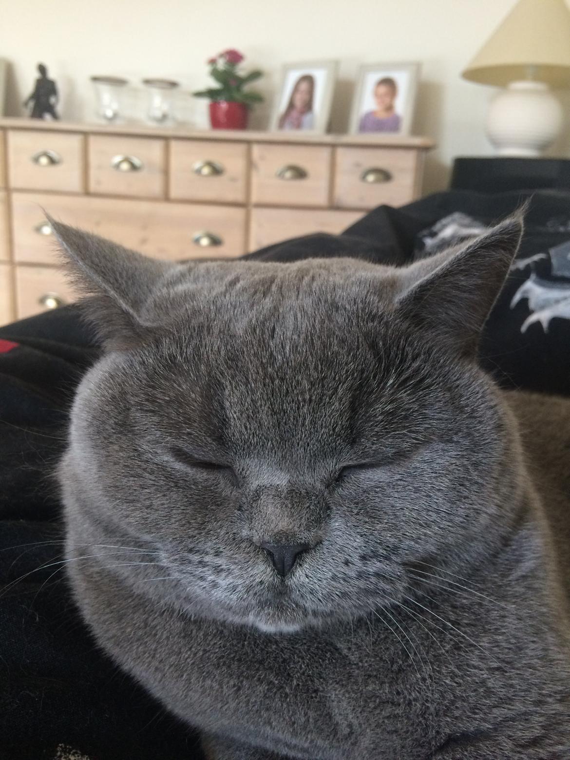 British Shorthair La Chatte Duchesse - RIP i dag D. 20/11 18 billede 2