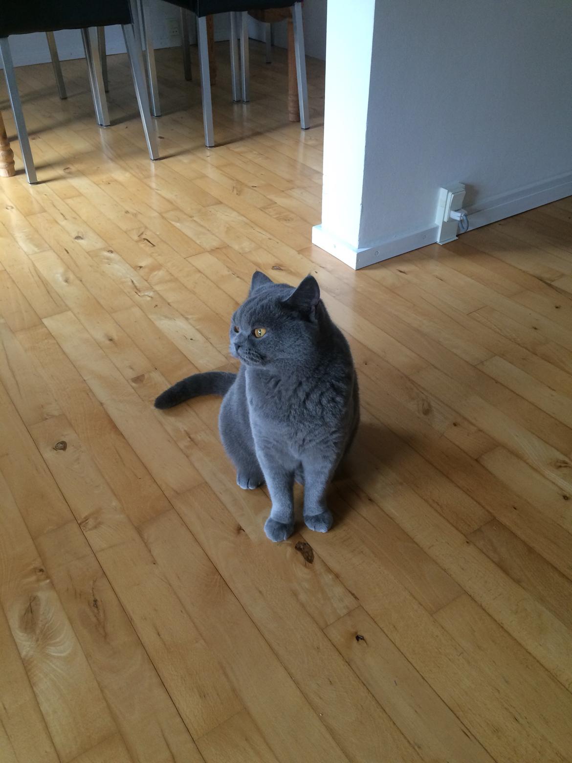 British Shorthair La Chatte Duchesse - RIP i dag D. 20/11 18 billede 3