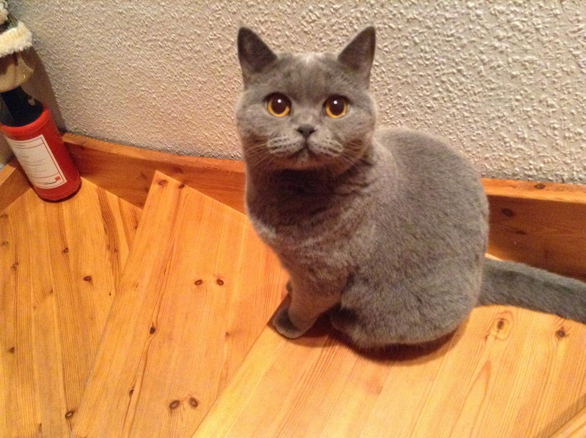 British Shorthair La Chatte Duchesse - RIP i dag D. 20/11 18 billede 4