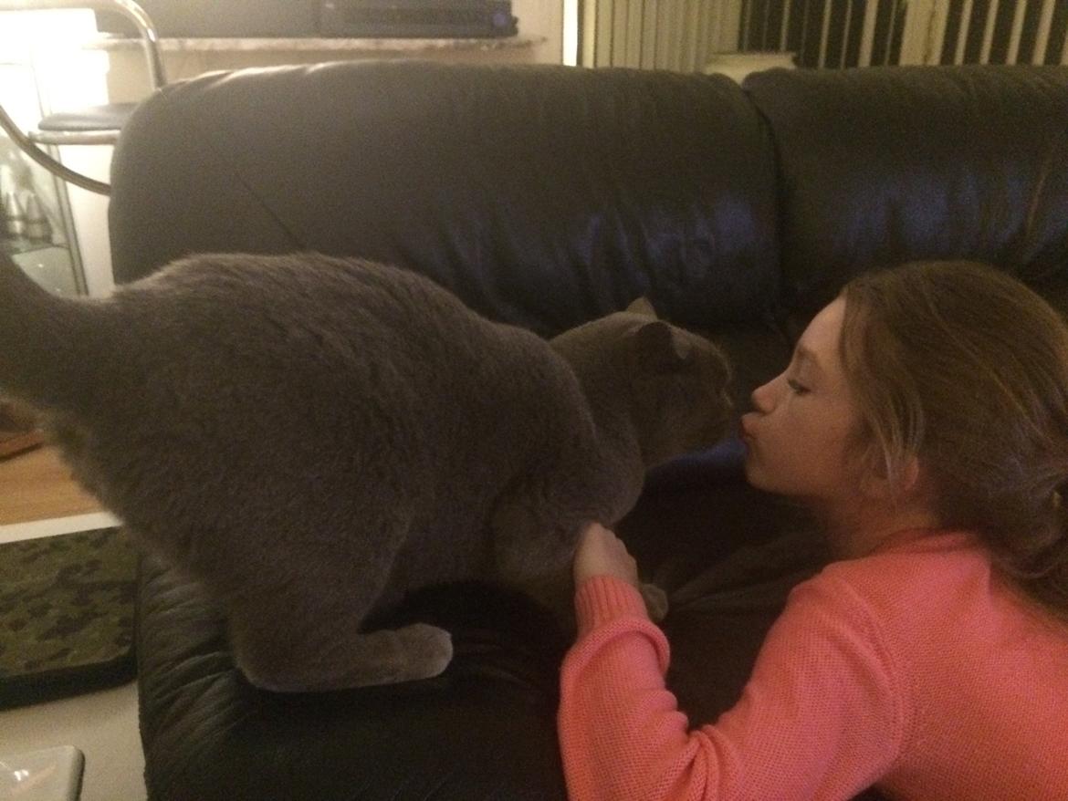 British Shorthair La Chatte Duchesse - RIP i dag D. 20/11 18 billede 5