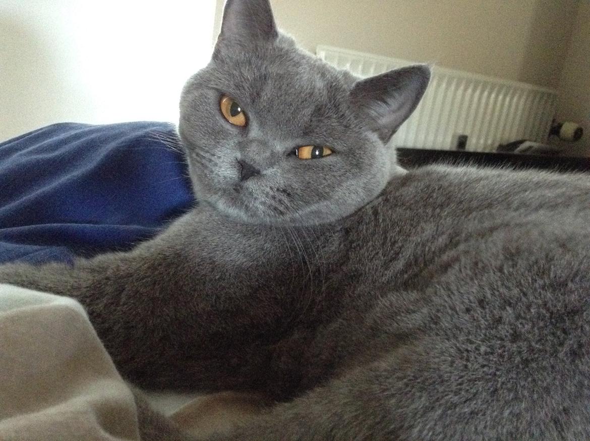 British Shorthair La Chatte Duchesse - RIP i dag D. 20/11 18 billede 6