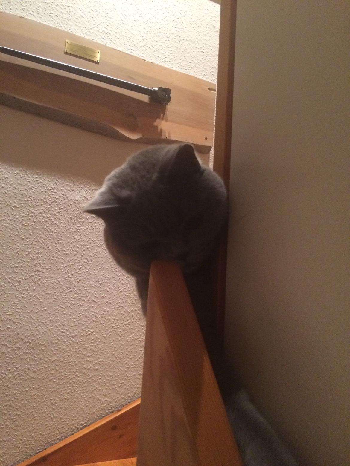 British Shorthair La Chatte Duchesse - RIP i dag D. 20/11 18 billede 7