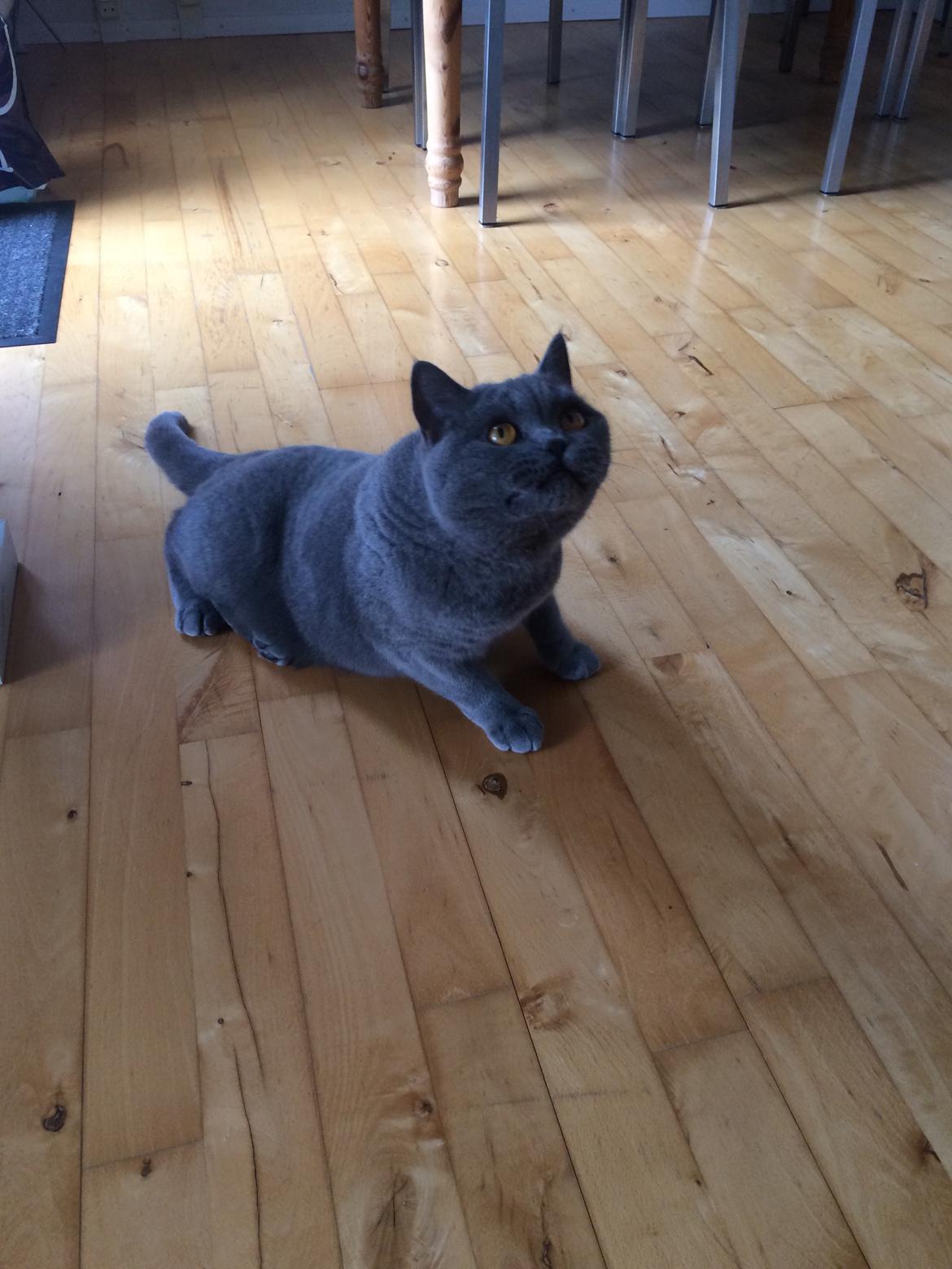 British Shorthair La Chatte Duchesse - RIP i dag D. 20/11 18 billede 8