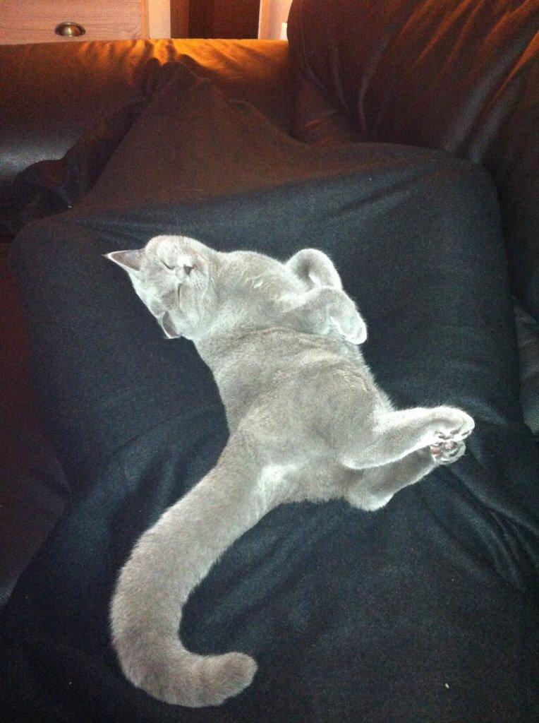 British Shorthair La Chatte Duchesse - RIP i dag D. 20/11 18 billede 9