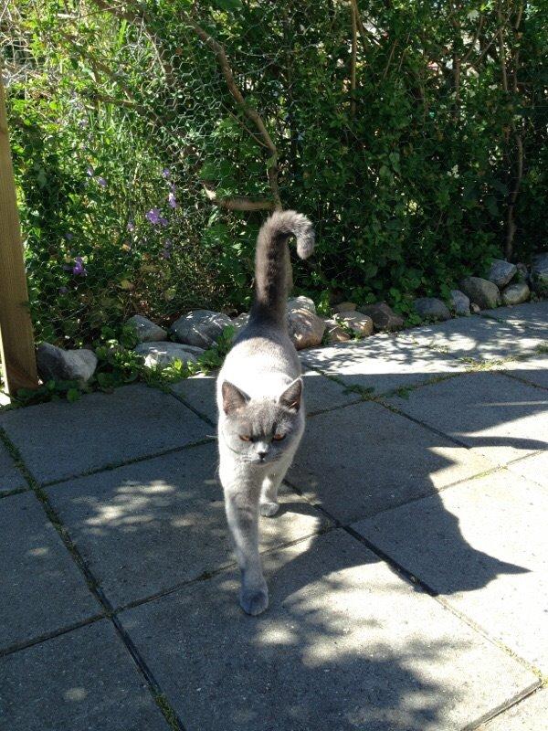 British Shorthair La Chatte Duchesse - RIP i dag D. 20/11 18 billede 10