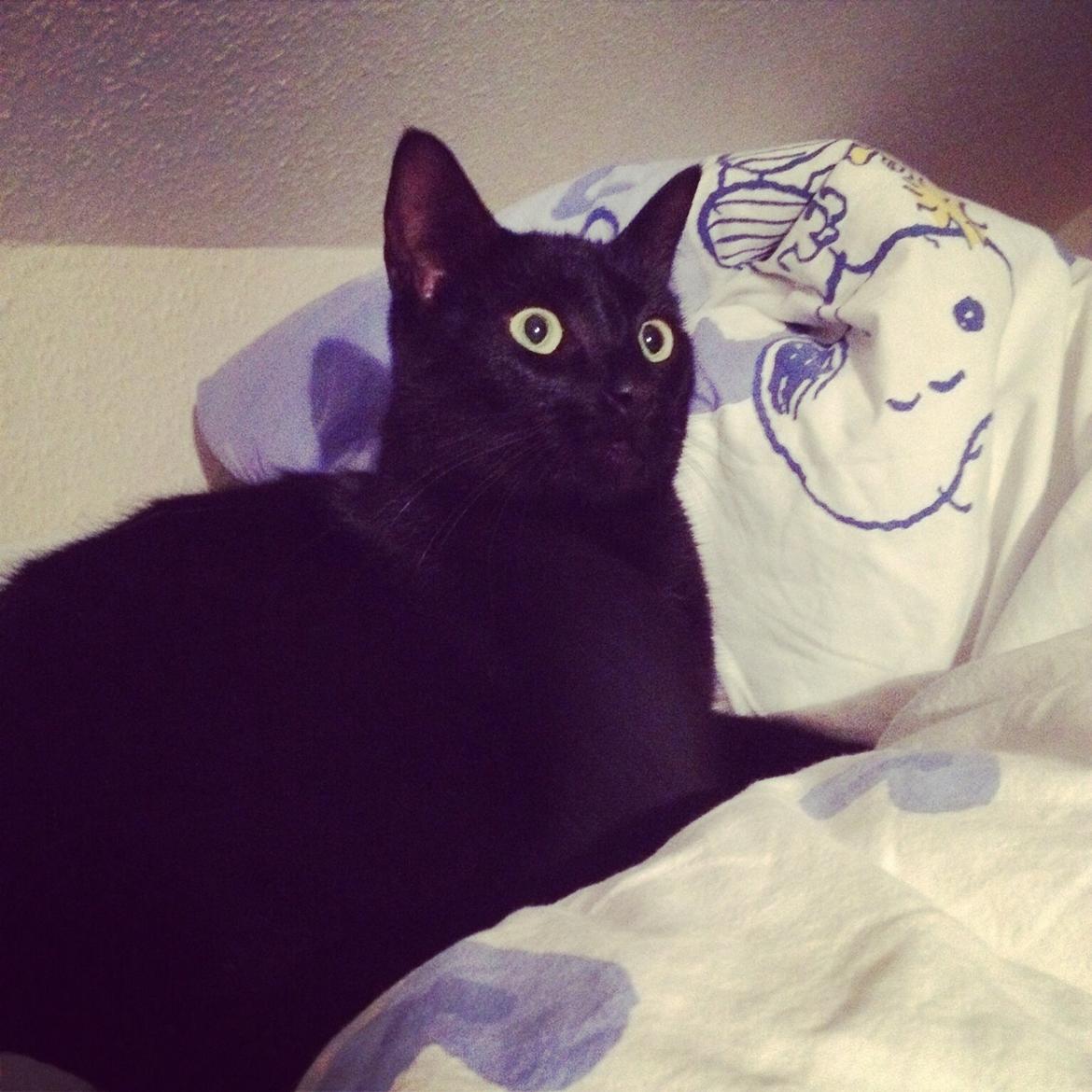 Blanding af racer Sofus billede 1