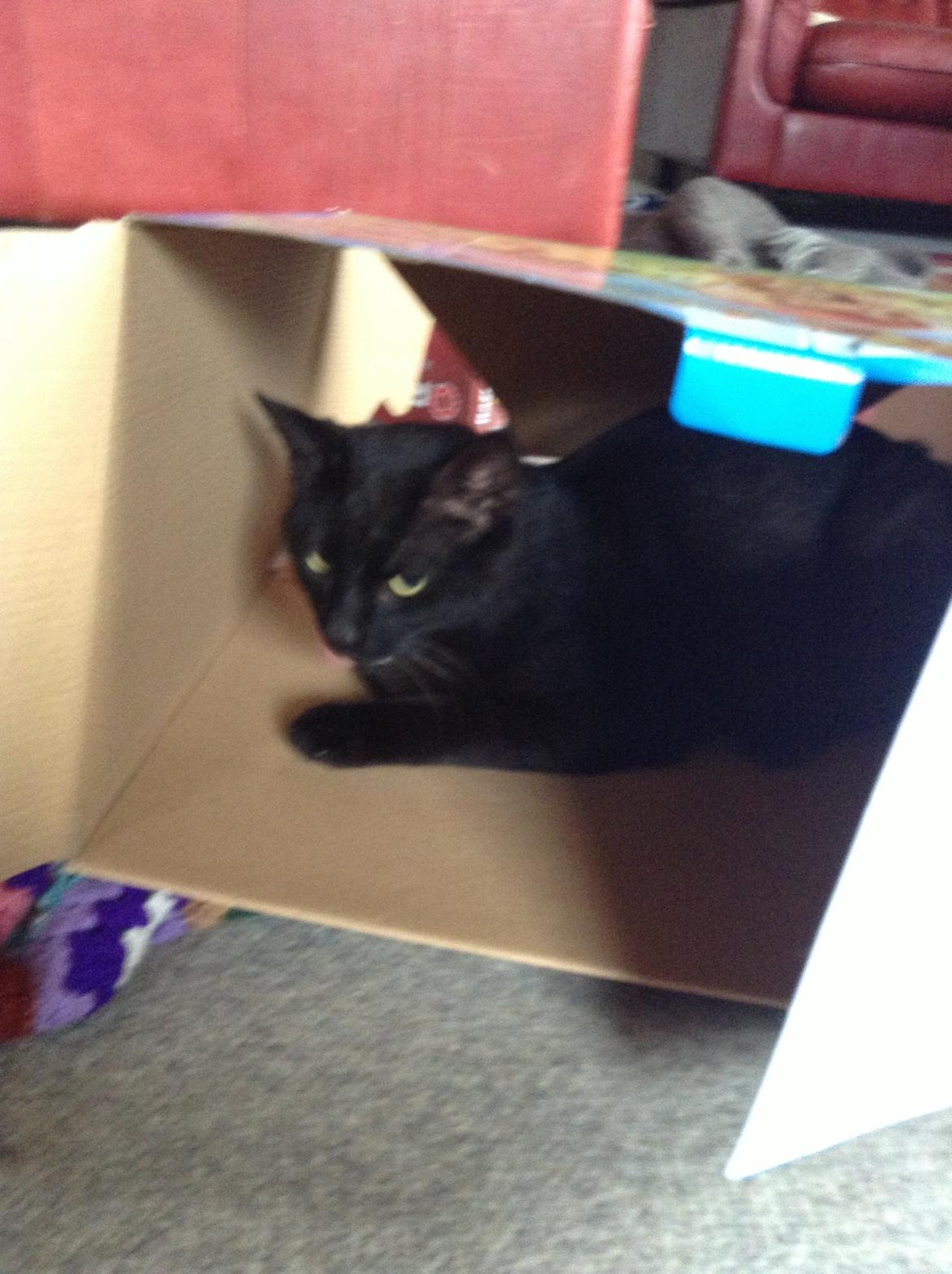 Blanding af racer Sofus billede 2