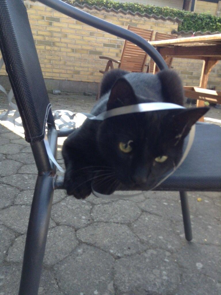 Blanding af racer Sofus billede 3