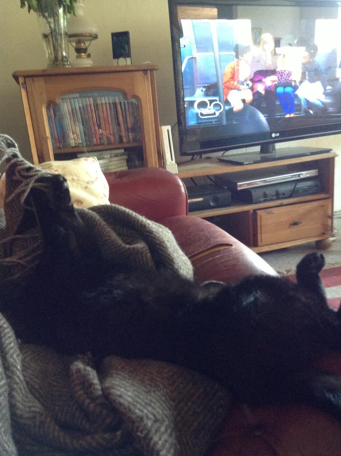 Blanding af racer Sofus billede 5