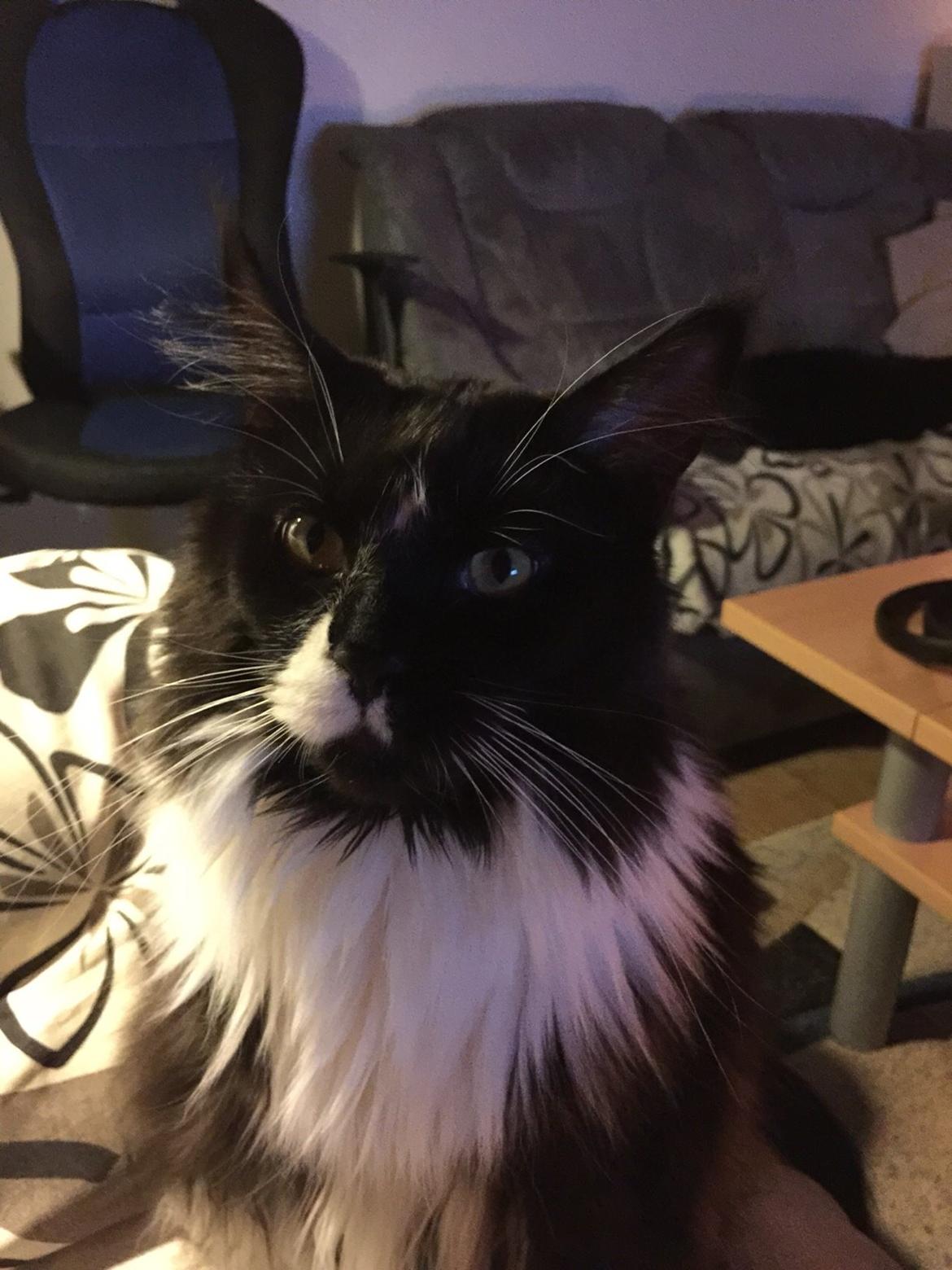 Maine Coon Amistia Romeo The Great billede 19