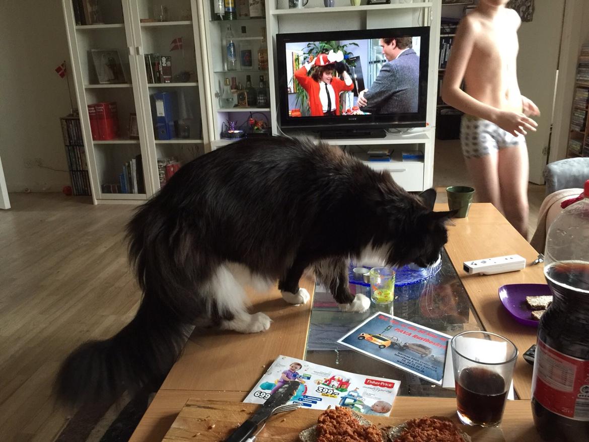 Maine Coon Amistia Romeo The Great billede 17