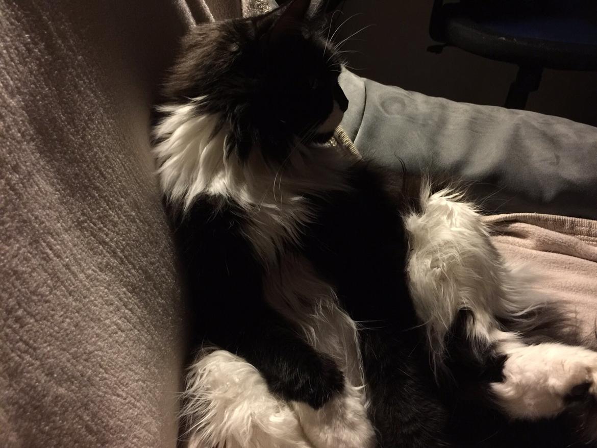 Maine Coon Amistia Romeo The Great billede 18