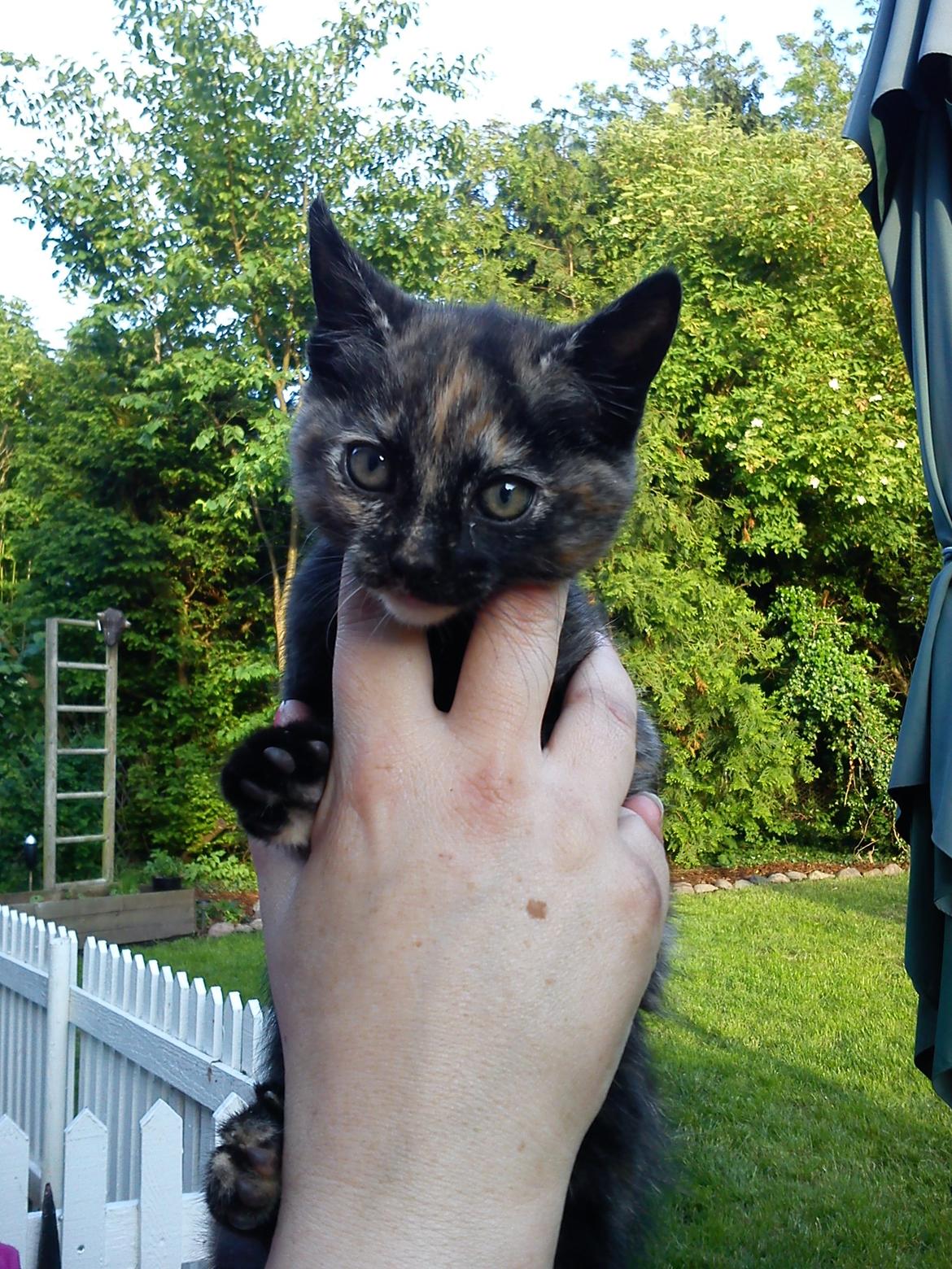 Huskat Bøllemizz billede 24