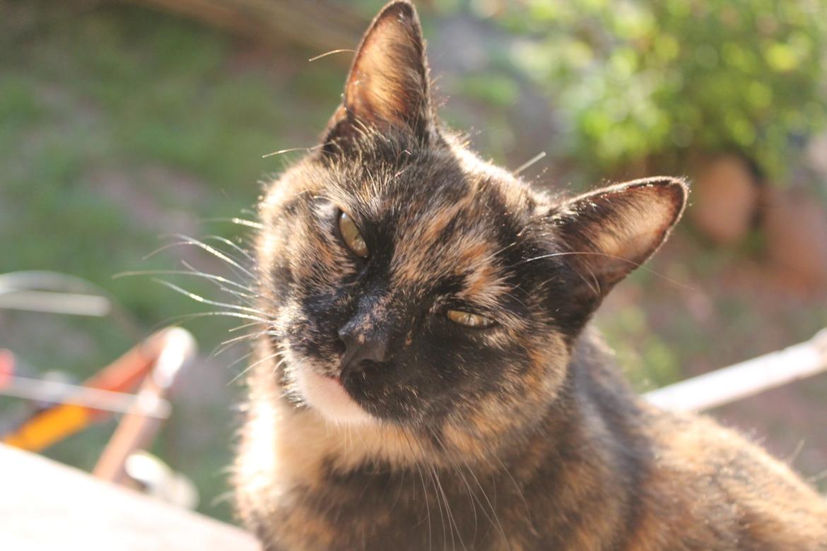 Huskat Bøllemizz billede 9