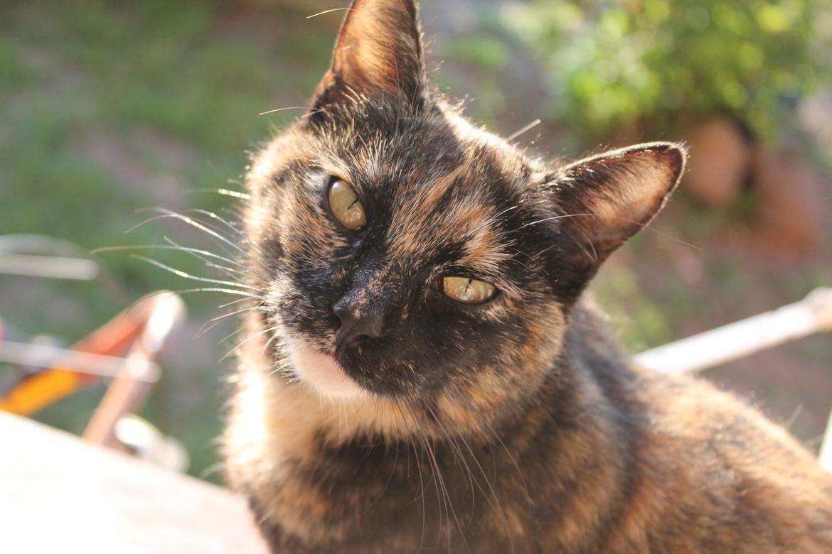 Huskat Bøllemizz billede 1