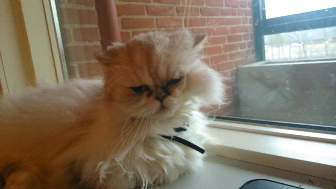 Perser Diva billede 1