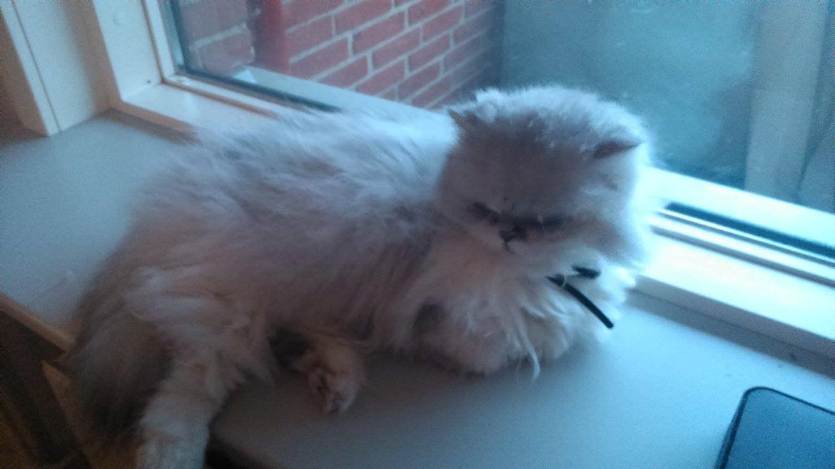 Perser Diva billede 2