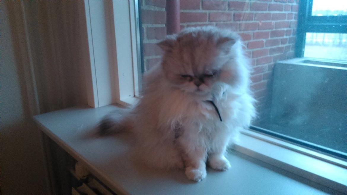 Perser Diva billede 3